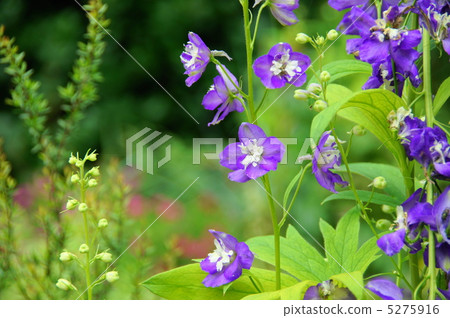 July Delphinium · Buttercup family 45 July Delphinium · Buttercup family 45 5275916