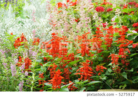 July Salvia / Labiaceae 32 July Salvia / Labiaceae 32 5275917