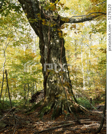 Buna tree of Shirakami mountains 5276120