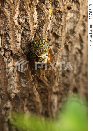 Hiragashi Hiragashi 5276246