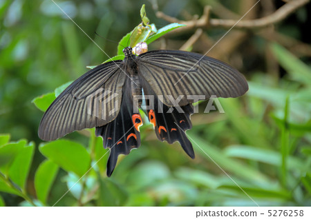 Protenor德米特里克拉默 5276258