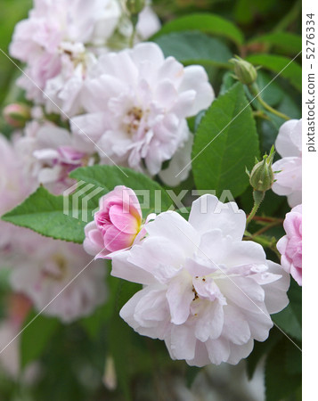 保羅，喜馬拉雅，馬斯克，藍巴勒 5276334