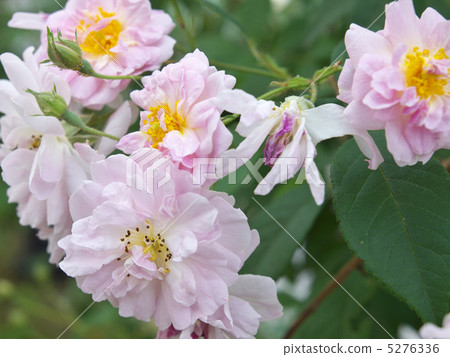 Paul's, Himalayan, Musk, Rambler 5276336