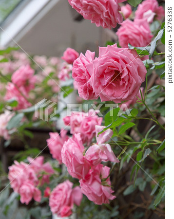 珊瑚黎明 5276338