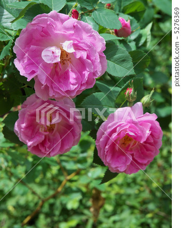 Bourbon Queen 5276369