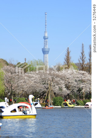 櫻花盛開上野·東京天空樹，從Shinobazu池塘看到一點春天的陰霾 5276449
