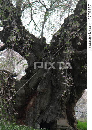 Miharu Taki櫻桃樹大樹 5276557