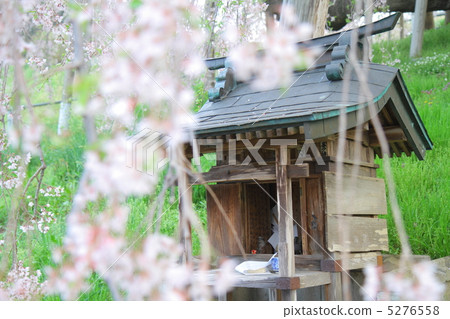 Miharu Taki櫻花樹和小公司 Miharu Taki櫻花樹和小公司 5276558