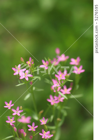 Hana Hama Kenburi 5276595