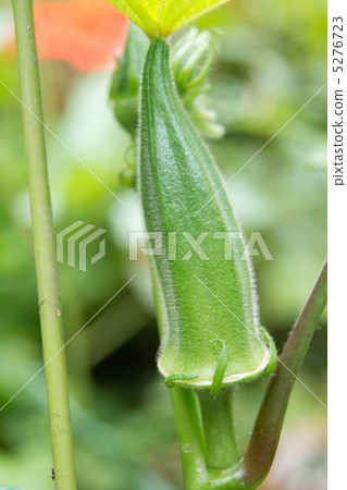 Okra Okra 5276723