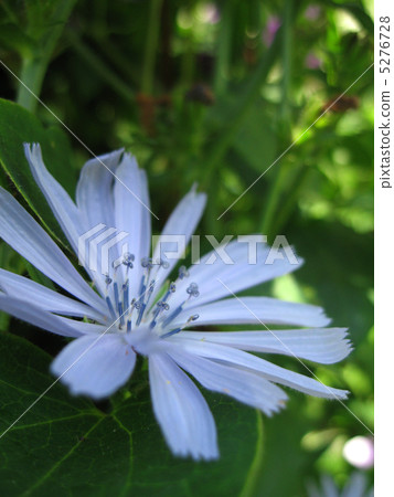 Chicory (vertical) 5276728