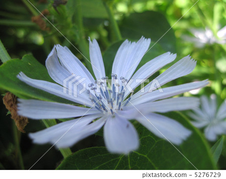 Chicory (sideways) 5276729