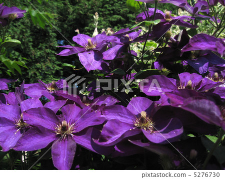 Clematis (vertical) 5276730