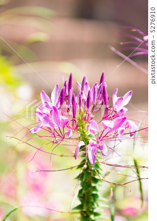  Cleome 5276910