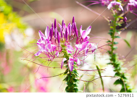  Cleome 5276911