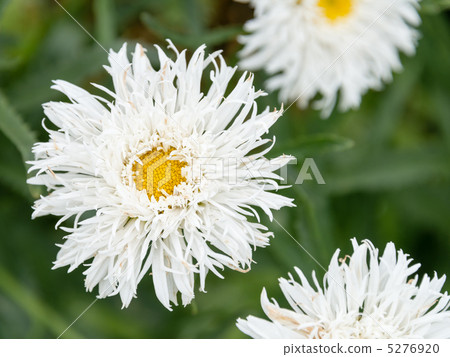 Shasta Daisy Aguria 5276920