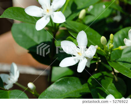 錫蘭·Litya 錫蘭·Litya 5276922