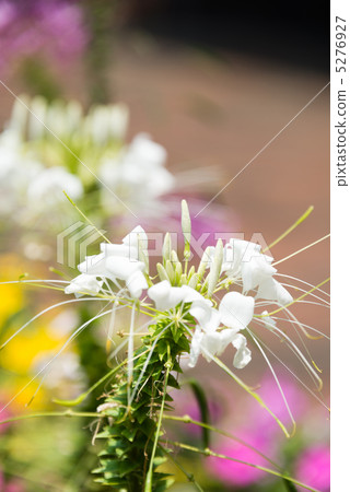  Cleome 5276927