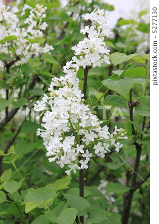 白丁香 5277130