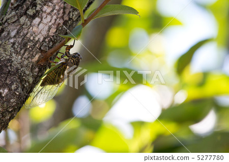 半殘留在柿子樹上 5277780