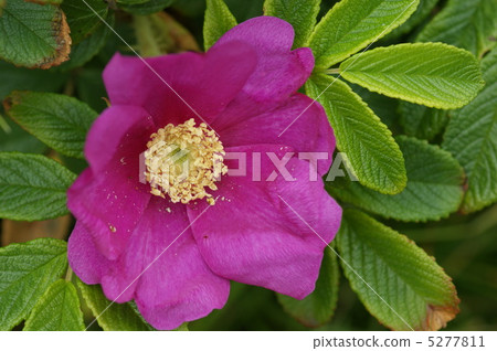 赫曼努斯 5277811