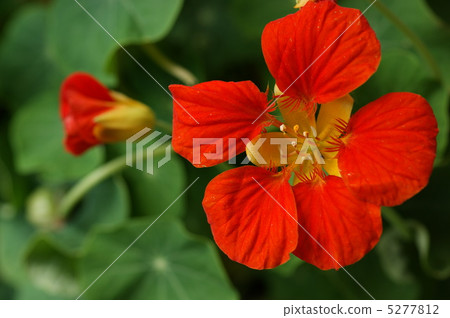 旱金蓮屬 5277812