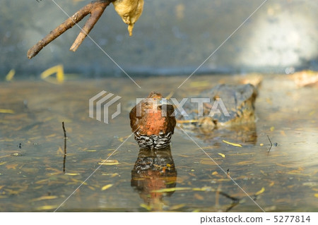 白喉斑秧雞 5277814