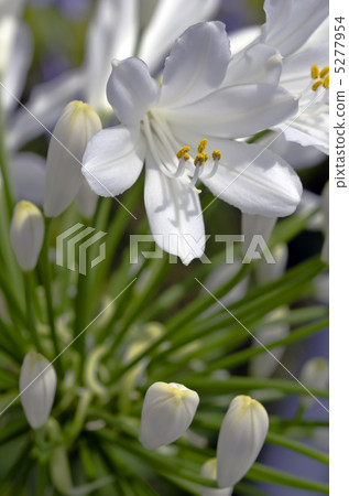 Agapanthus flower 5277954