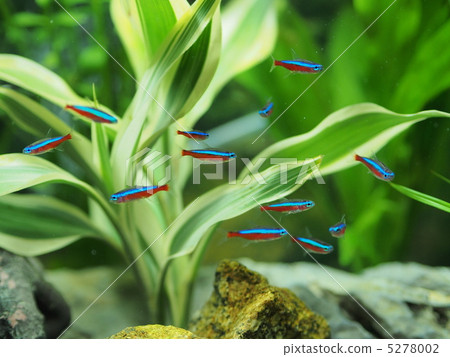 Cardinal tetra 5278002