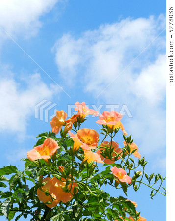 Nausua Kazura (Ling Flower) 5278036