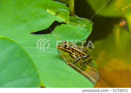 Tonosawa frog Tonosawa frog 5278052