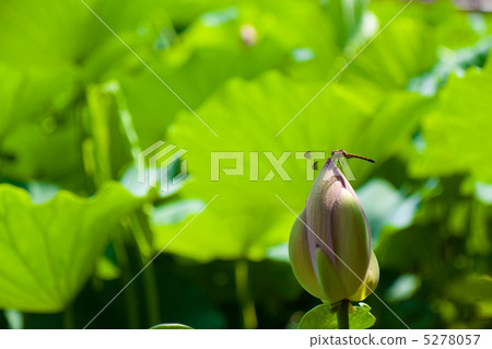 蜻蜓 蜻蜓 5278057