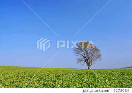 Tree on the hill Tree on the hill 5278084