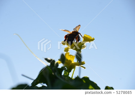 A bee 5278085
