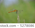 Dragonfly  5278086