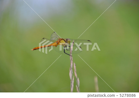 Dragonfly  5278086