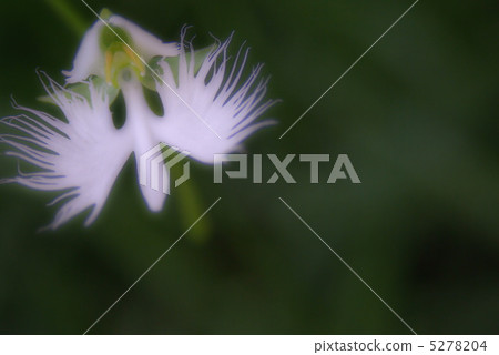 Sagisou One-Wheel Soft Focus Sagisou One-Wheel Soft Focus 5278204