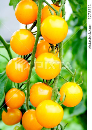 Yellow mini tomato "Sweet mini" 5278231