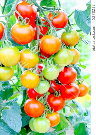 Suzuki's sweet tomato 5278232