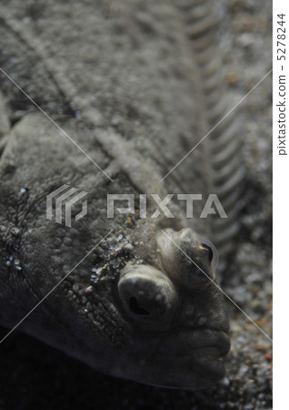 比目魚 比目魚 5278244
