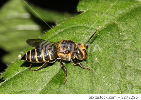 Yano Togari Honeybee Yano Togari Honeybee 5278256