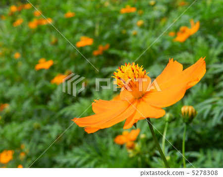 Kibana cosmos (yellow flowers fall cherry blossoms) 5278308