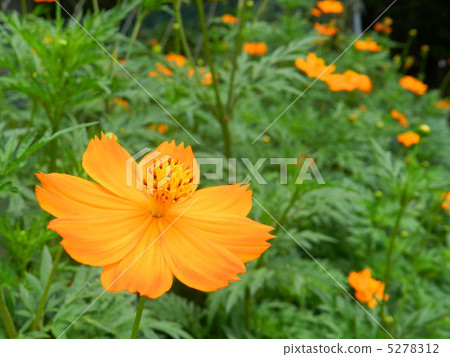 Kibana宇宙（黃色的花朵落櫻花） 5278312