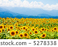 向日葵領域和山和雲彩 5278338