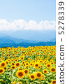 向日葵領域和雲彩和山 5278339