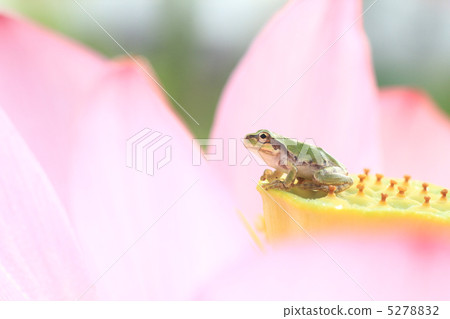 15歲的青蛙 5278832