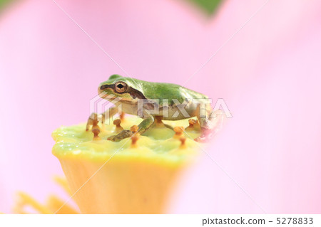 青蛙14 5278833