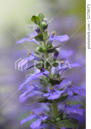 西部十二Hitoe 5279073