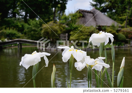 Umiya Taisha Shrine, Ikejakutei's iris 5279161