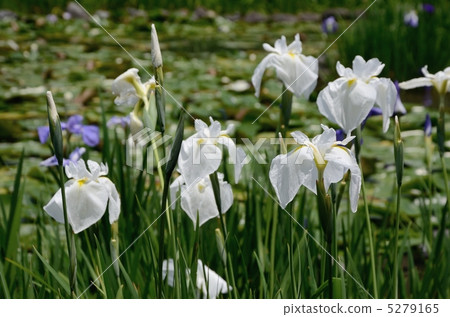 Umiya Taisha Shrine, the iris of the Shodama pond 5279165